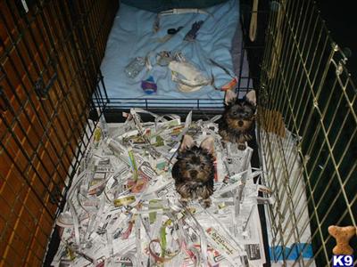 Puppies for Sale